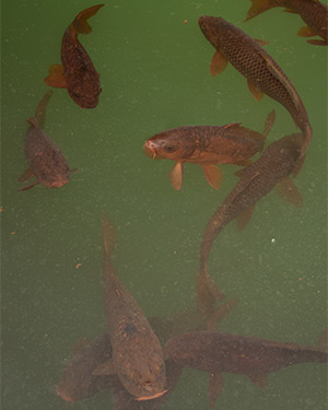some catfish swimming in a pond