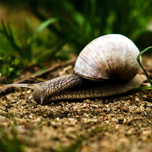 snail on sand with some grass in background