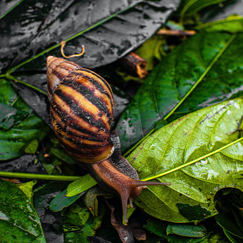A giant tiger snail, achatina achatina on wet leaves